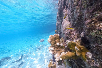 Diving in curacao
