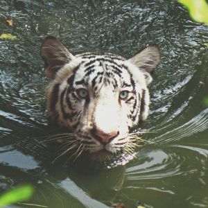 Close-up portrait of tiger in water
