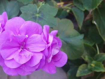 Close-up of pink flowering plant