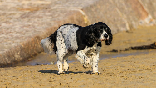 Black dog running on land