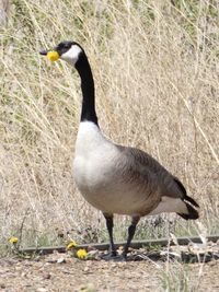 Close-up of a bird on field