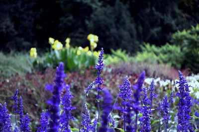 Close-up of purple flowers blooming in field