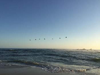 Birds flying over sea against clear sky