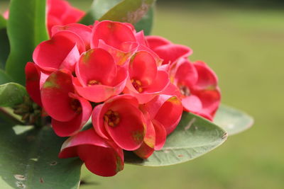 Close-up of pink flowering plant