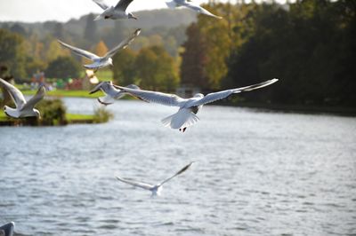 Seagull flying over sea against sky