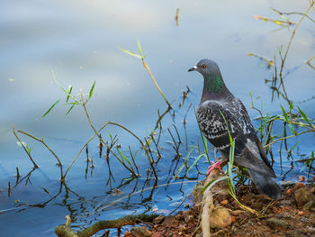 Bird perching on lakeshore