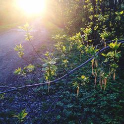 Sun shining through trees