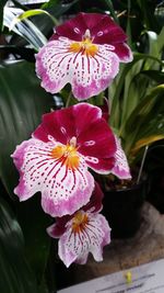 Close-up of flowers blooming outdoors