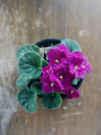 Close-up of pink flowering plant