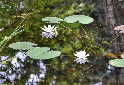 Close-up of lotus water lily in lake