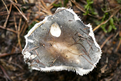 Close-up of mushroom growing on field during winter