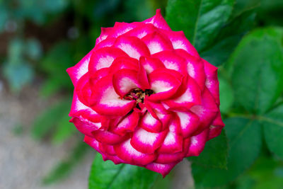 Close-up of pink rose flower