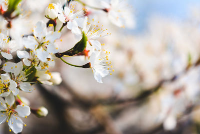 Close-up of white cherry blossom tree