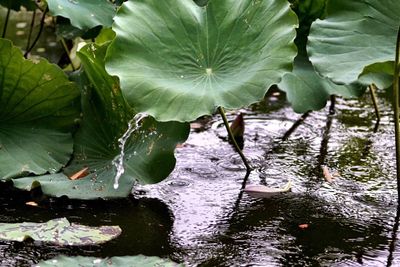 Close-up of leaves on water