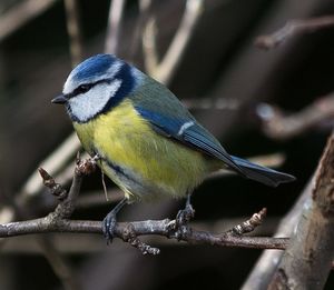 Close-up of bird