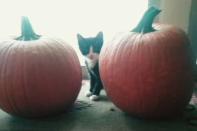 Close-up of pumpkins on table