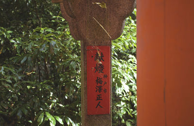 Close-up of text hanging on tree trunk