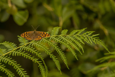 Close-up of butterfly on leaf