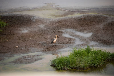 View of birds on beach