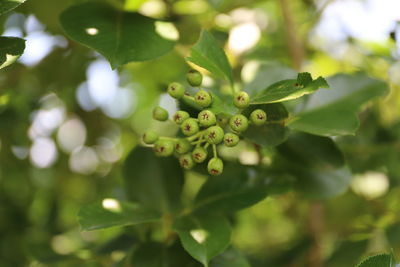 Close-up of fresh green plant
