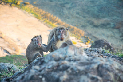 Monkeys on the top of merese hill lombok