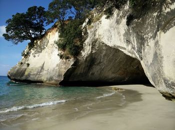 Tree by sea against sky