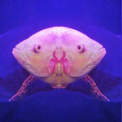 Close-up of fish in aquarium