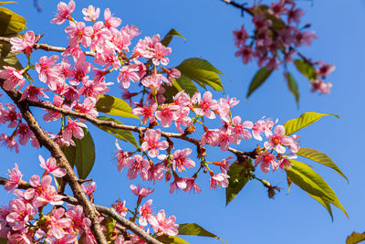 Low angle view of cherry blossoms against sky