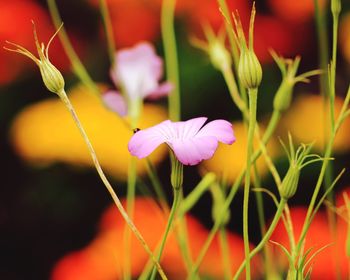 Close-up of flowering plant