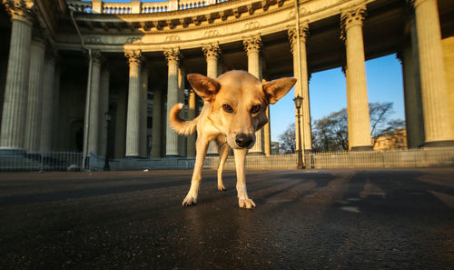 Portrait of dog standing in city