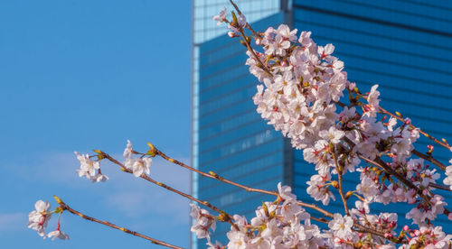 Low angle view of cherry blossom against blue sky