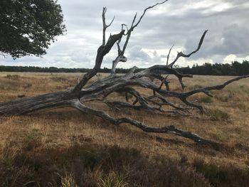 Bare tree on field against sky