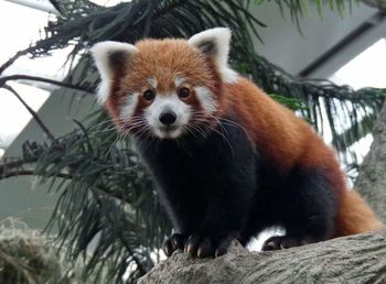 Portrait of red panda standing on tree trunk