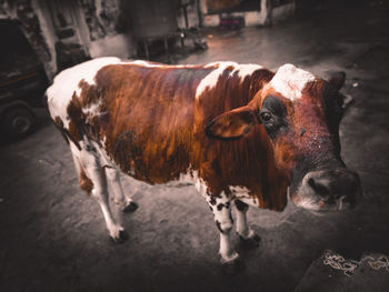 Portrait of cow standing outdoors