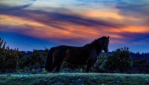 Side view of horse standing on field against sky at sunset