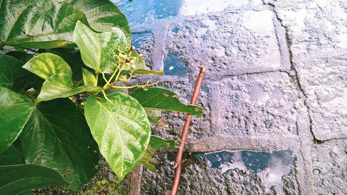 Close-up of plants