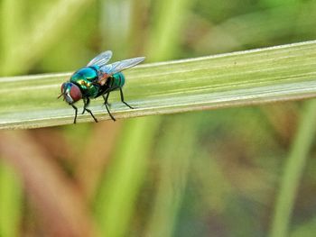 Close-up of flies on leaf