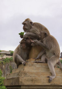 Monkeys sitting on stone wall