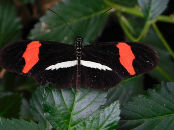 Close-up of butterfly on leaf