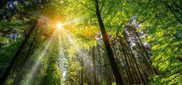 Sunlight streaming through trees in forest