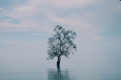 Silhouette tree in lake against sky