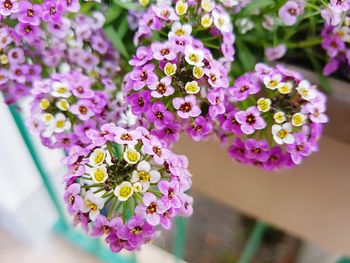 Close-up of purple flowers blooming outdoors