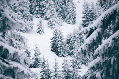 Trees on snow covered landscape during winter