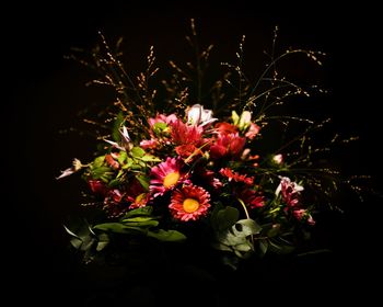 Close-up of flowering plant against black background