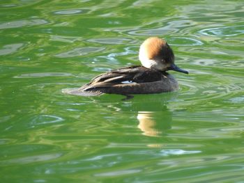 Duck swimming in lake