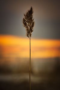 Close-up of silhouette plant against sky during sunset