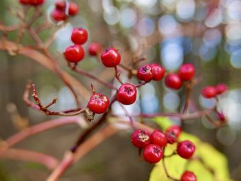 Close-up of red berries growing on tree