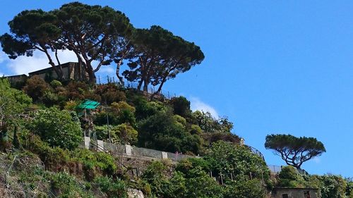 Low angle view of trees against clear blue sky