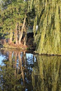 Reflection of trees in water