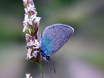 Close-up of butterfly perching on flower